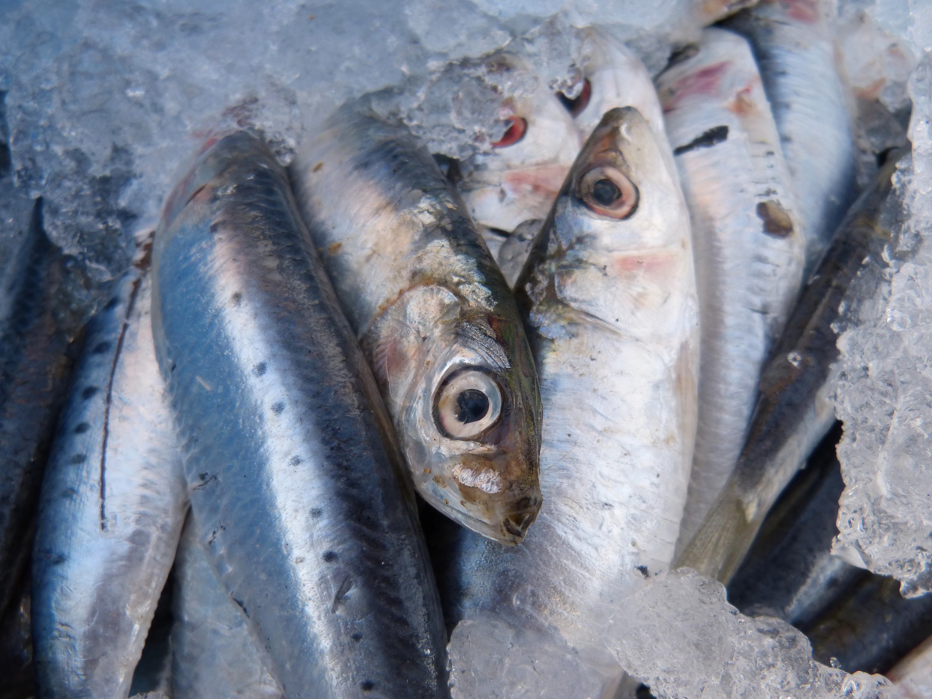 Cottura-congelamento-riscaldamento (CFR) dei filetti di sardina (Sardina pilchardus). Effetto di diverse procedure di cottura e di riscaldamento sulla composizione degli acidi grassi
