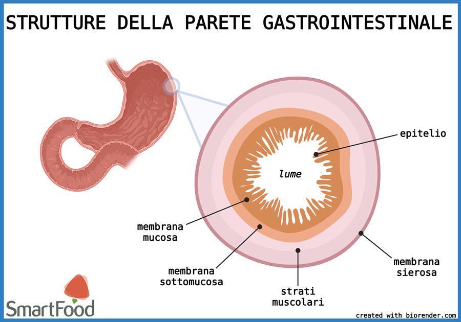 strutture della parete gastrointestinale